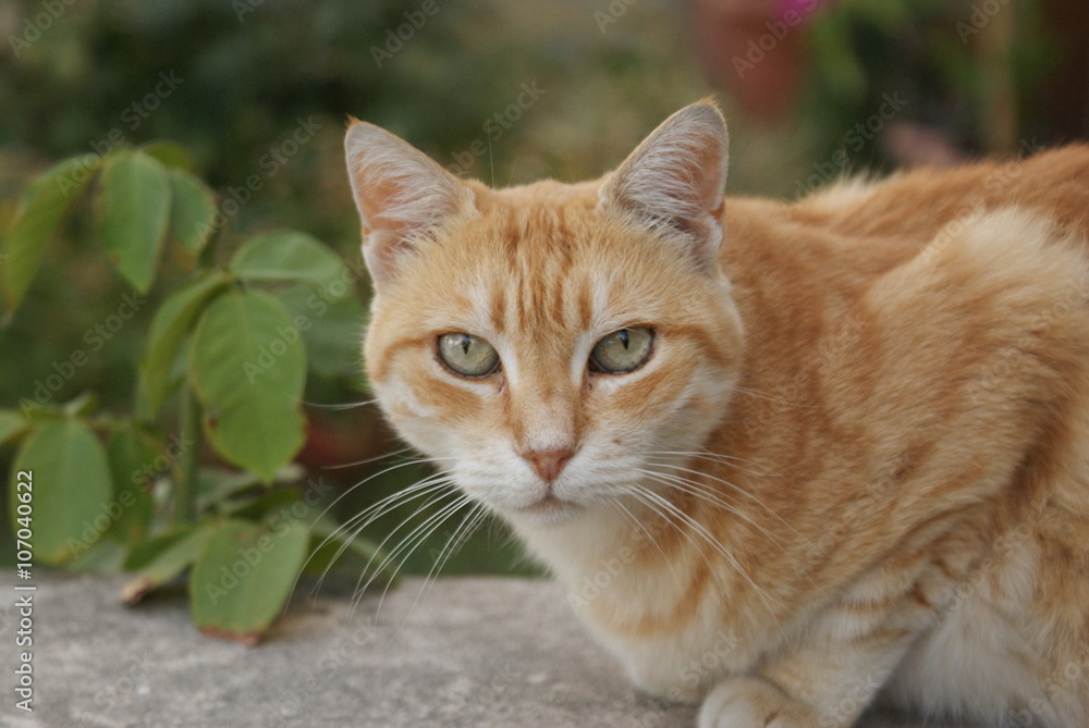 Tabby cat lying on stone wall of garden.