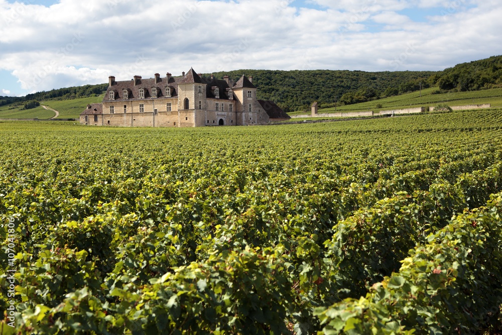French vineyard old historic chateau Burgundy France with wine grapes growing in rows of vines photo