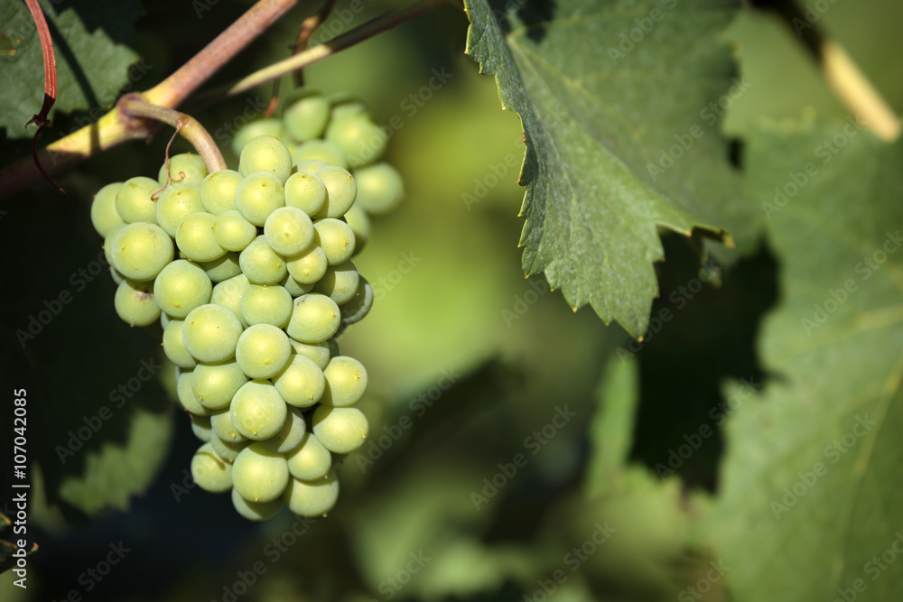 White wine grapes growing hanging in vineyard burgundy france french wine photo White wine grapes growing hanging in vineyard burgundy france french wine photo