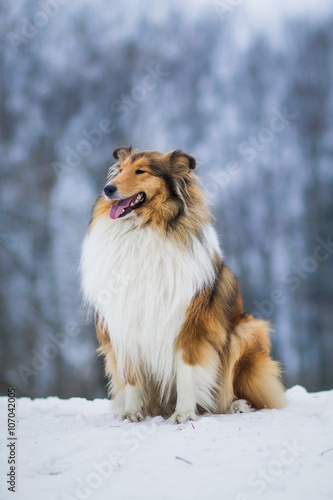 One cute rough collie sitting outside in the winter
