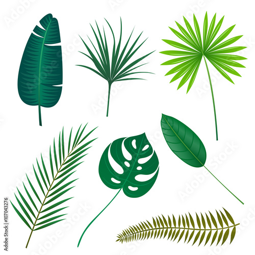 Vector Illustration of Tropical Leaves