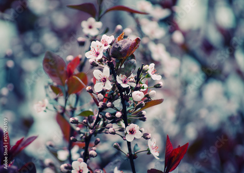 Blurred cherry-tree flowers as a floral background (shallow DOF with selective focus on the buds, retro style)