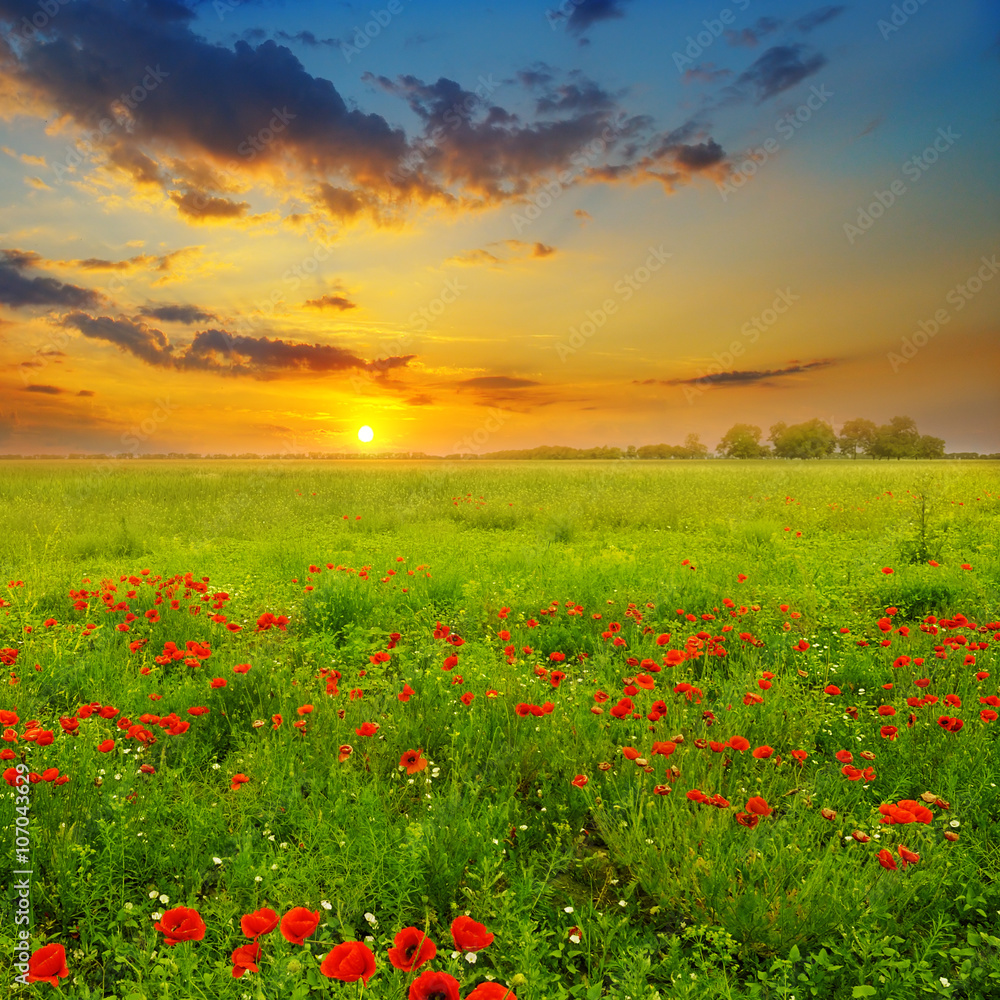 Field with poppies and sunrise