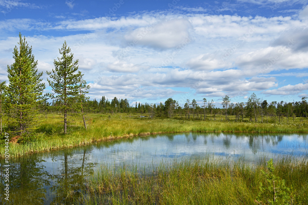Summer landscape with forest, lake and swamp. Northern Finland, Lapland