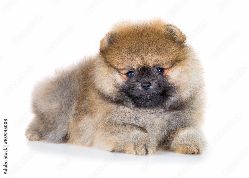 Pomeranian puppy isolated on a white background Pomeranian puppy isolated on a white background