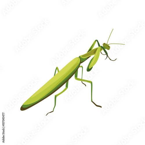 illustration of praying mantis. symbol of fighting style mantis