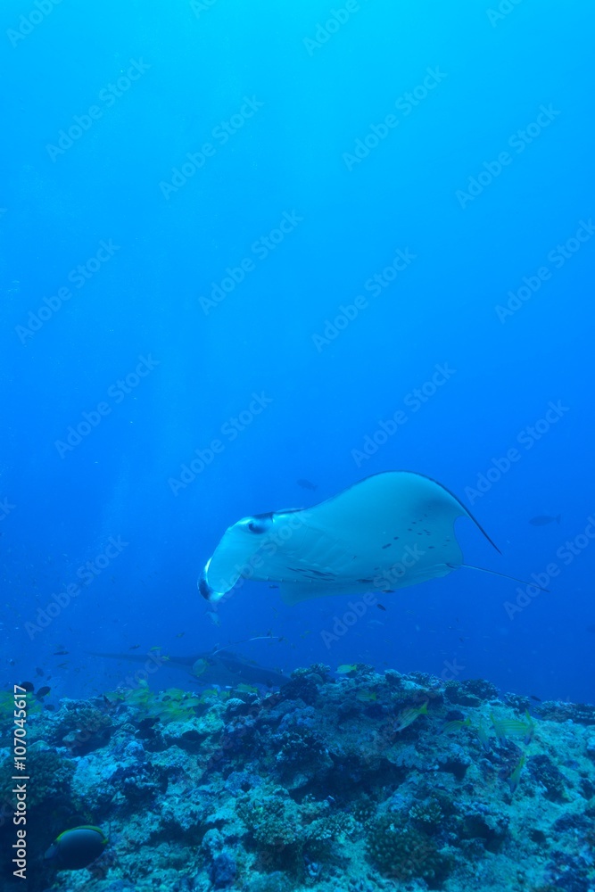 Fototapeta premium manta ray