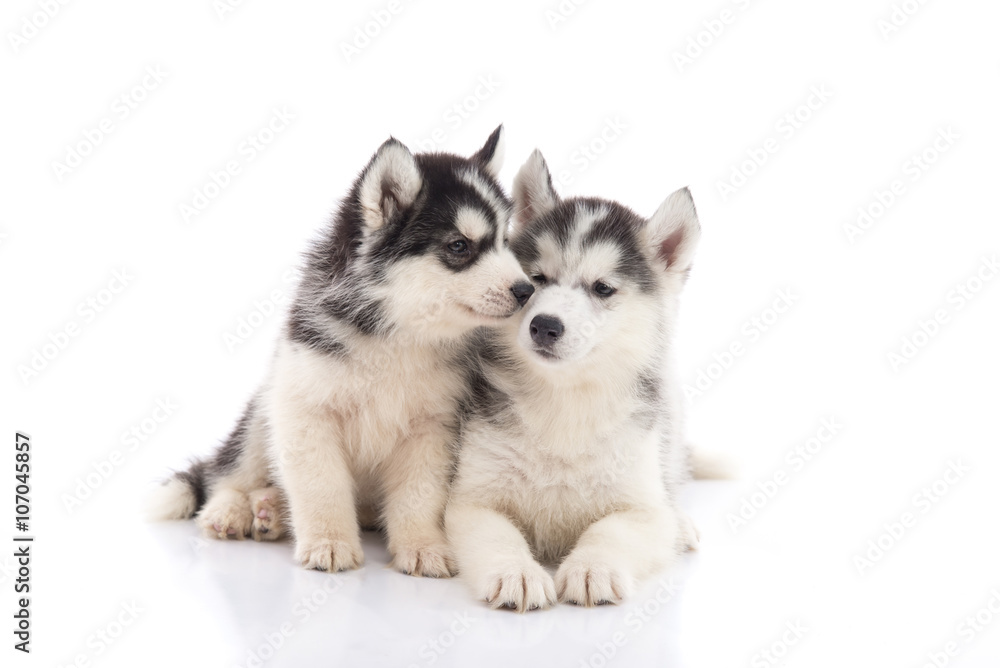 Two siberian husky puppies kissing on white background