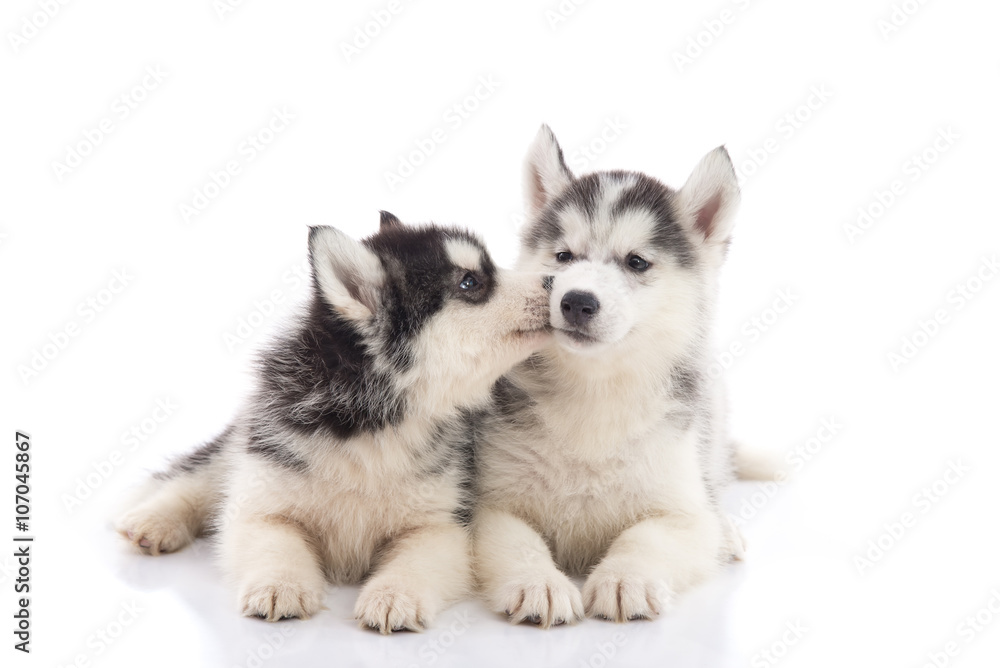 Two siberian husky puppies kissing on white background