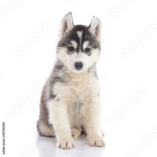 Cute siberian husky puppy sitting