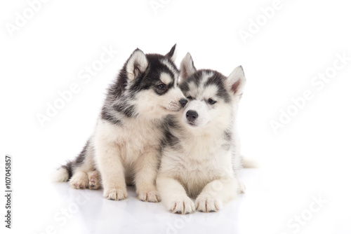 Two siberian husky puppies kissing on white background © lalalululala