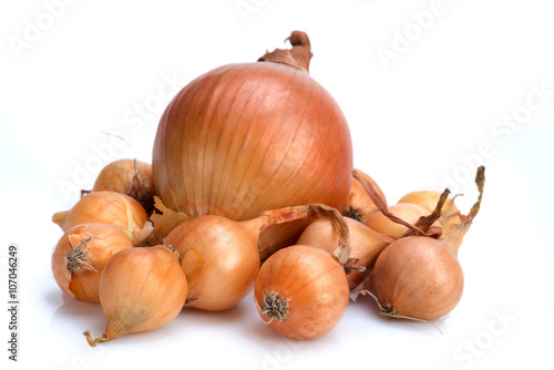 onion seedling