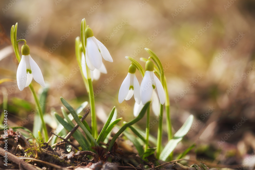 Spring snowdrop flowers blooming in sunny day Spring snowdrop flowers blooming in sunny day