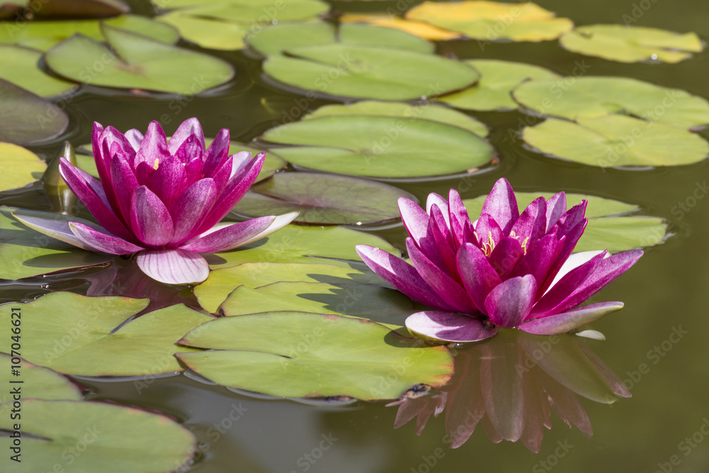 Two lilies or nymphs in a pond Two lilies or nymphs in a pond