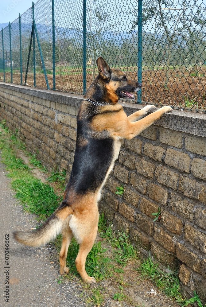 Cane Guardando La Telecamera, Foto Di Zecca Sul Cane, Cane