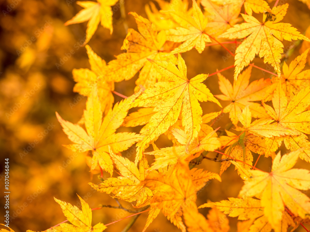 Maple leaves in autumn Maple leaves in autumn