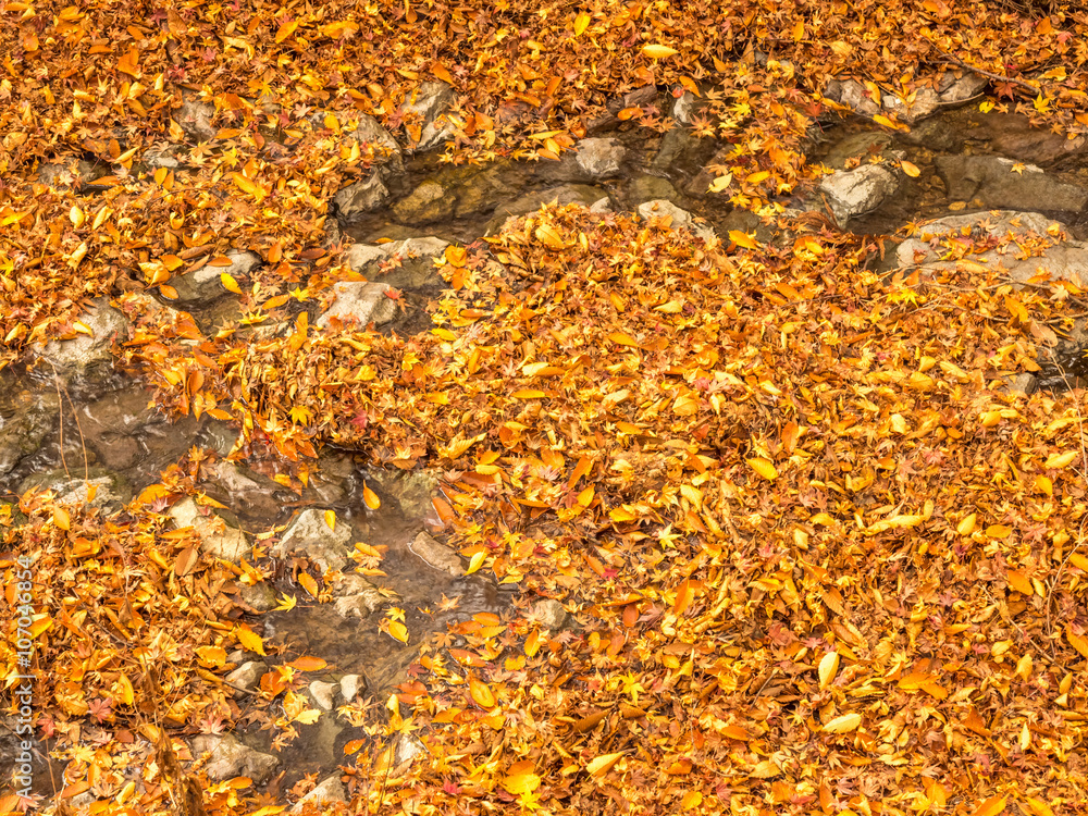 Maple leaves in autumn