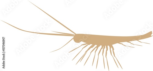 silhouette of krill