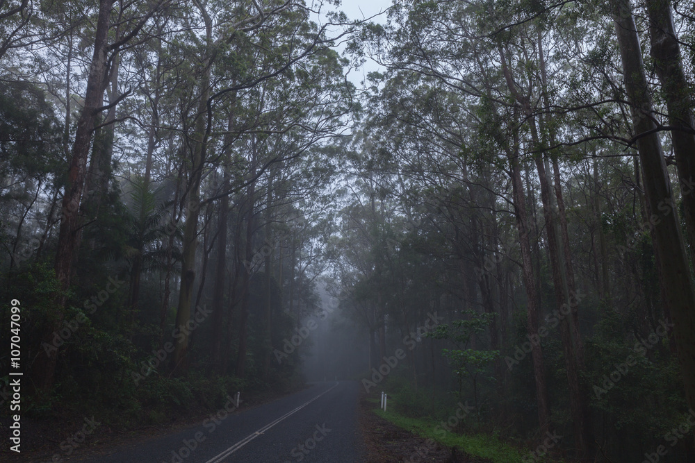 Fototapeta premium road in rain forest in Australia