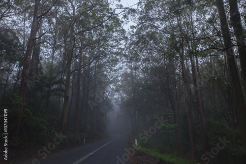 road in rain forest in Australia