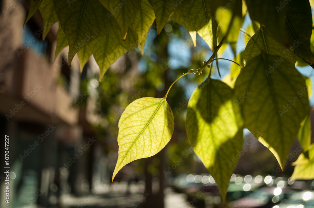 Obraz premium sun in the foliage