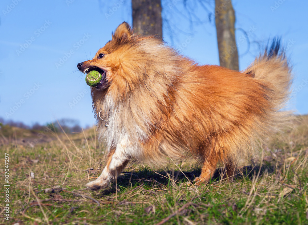 Shetland Sheepdog play with a ball / Sheltie spielt mit Ball