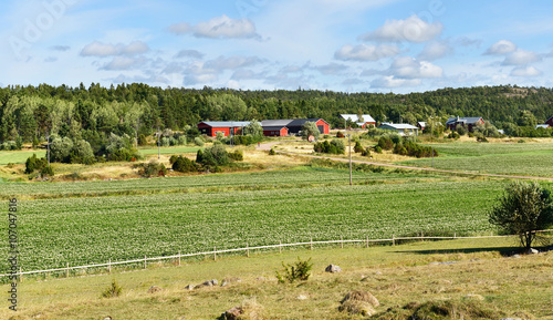 Rural landscape. Potato field and farm buildings