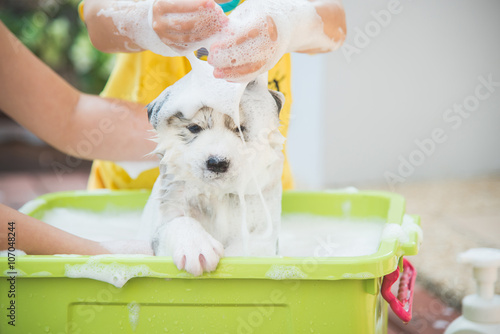 Fototapeta Naklejka Na Ścianę i Meble -  Blue eyes siberian husky  puppy taking a Bath