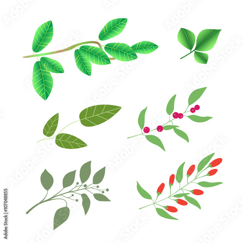 Set of green brunches with leaves and berries, vector colorful illustration isolated on white