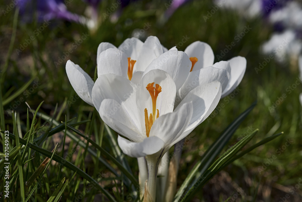 Fototapeta premium Spring flowers. Blooming crocuses in mountains. Glade primroses. Solar landscape. Nature