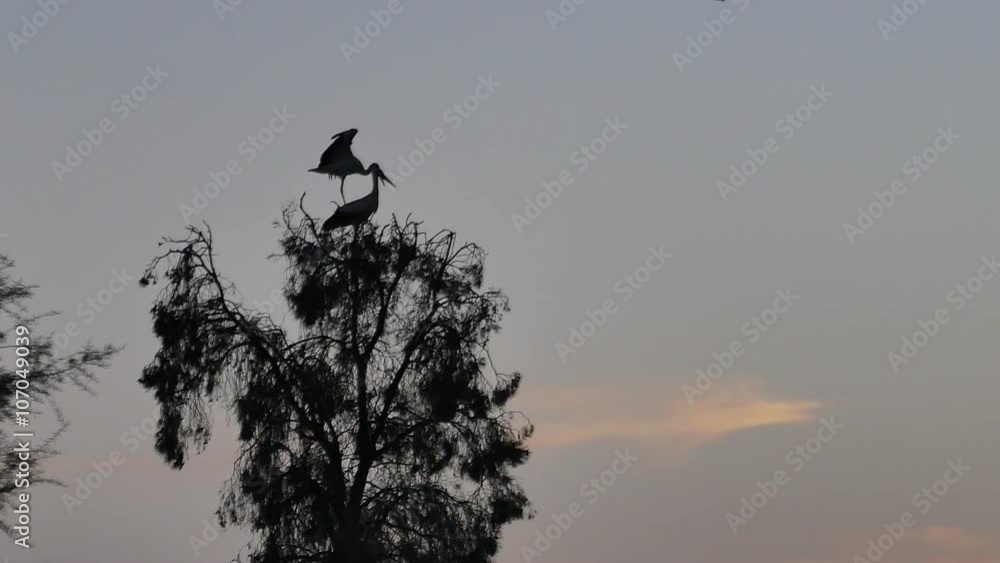 stork bird on a tree background sunset stork bird on a tree background sunset