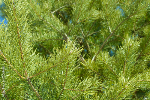 bright needles on pine branches in the light of the spring sun
