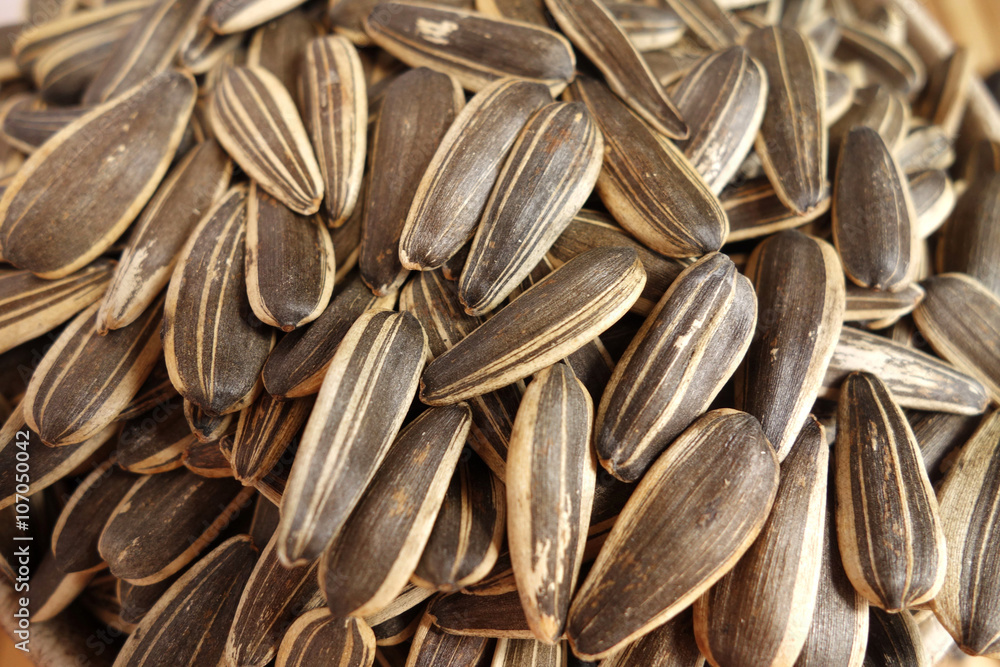 sunflower seed sunflower seed