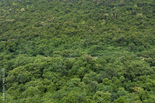 Tropical Rainforest,Ta-Phraya National Park Thailand (The World