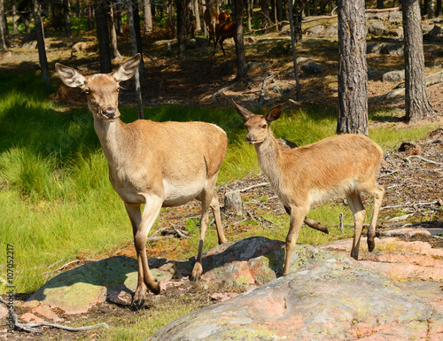 Red deer (Cervus elaphus) in forest. Young animals