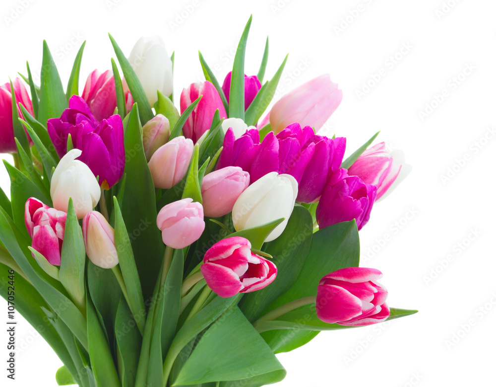 bouquet of pink, purple and white tulips bouquet of pink, purple and white tulips