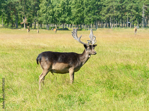Fototapeta Naklejka Na Ścianę i Meble -  Sika deer (Cervus nippon, also known as spotted deer or Japanese deer)