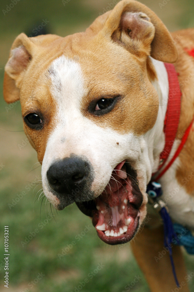 american stafordshire terrier dog