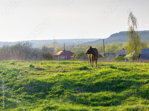 Country side sunrise view with a cow, Russia. cow pasture at sunrise.