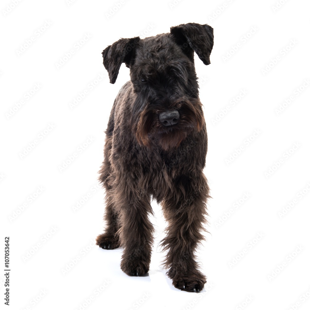 Small black dog Small black dog