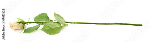 Single white rose isolated