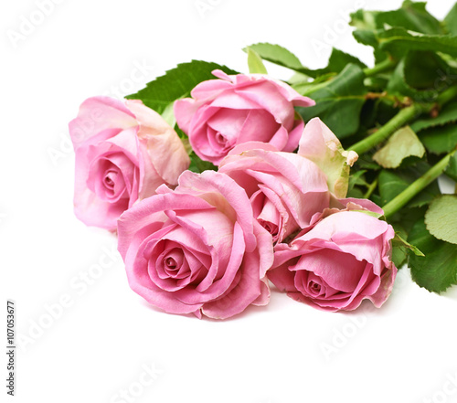 Pile of pink roses isolated