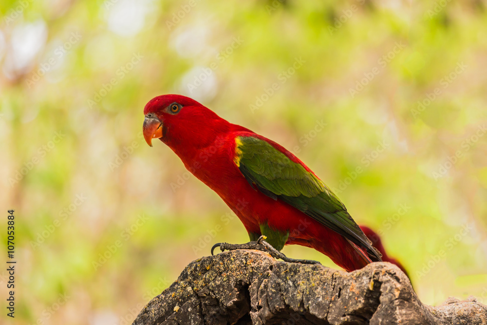 Naklejka premium Chattering Lory resting on a twig