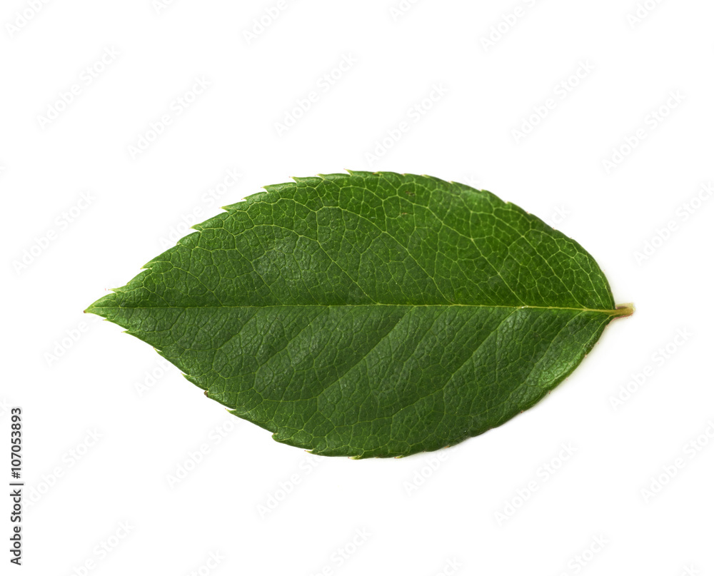 Fototapeta premium Single green rose leaf isolated