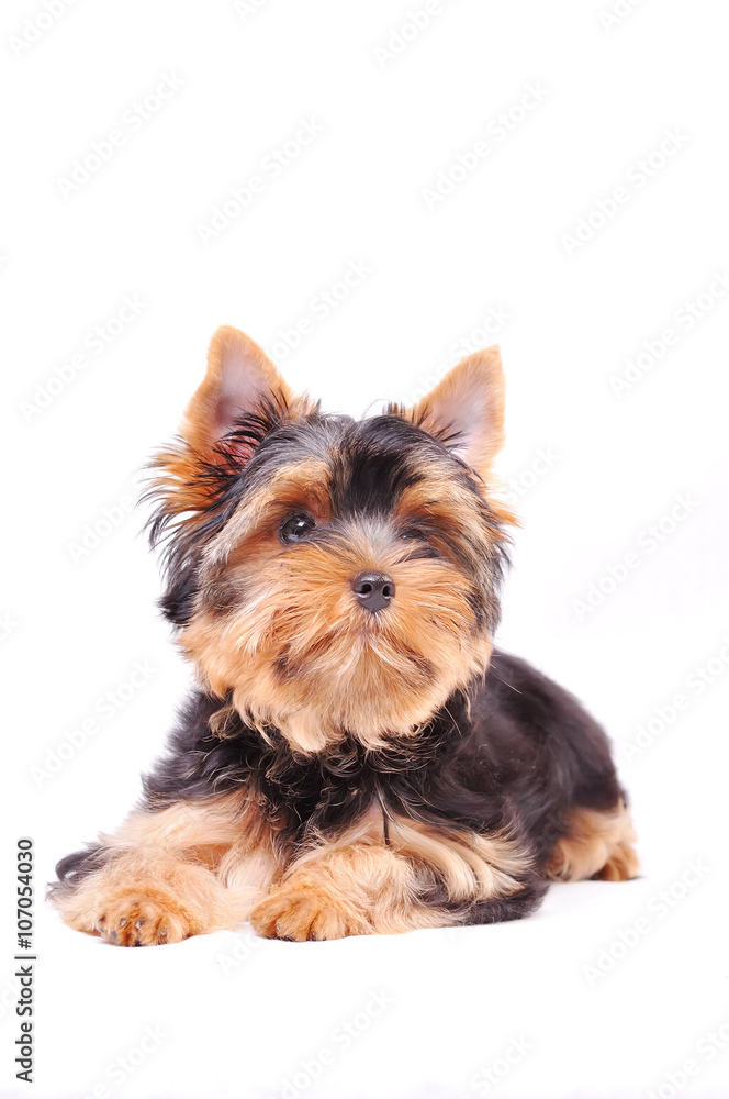 Little Yorkshire terrier puppy Little Yorkshire terrier puppy