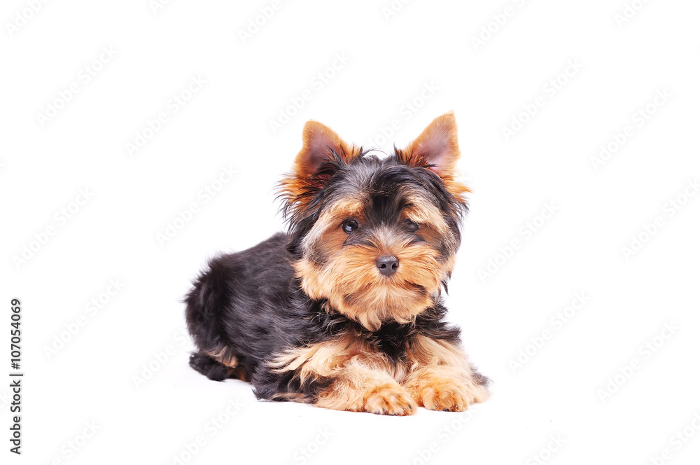 Little Yorkshire terrier puppy Little Yorkshire terrier puppy