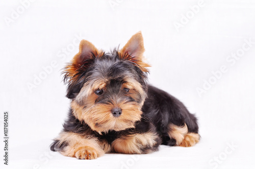 Little Yorkshire terrier puppy