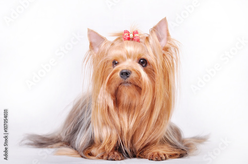 Beautiful adult female Yorkshire terrier with a bow on her head