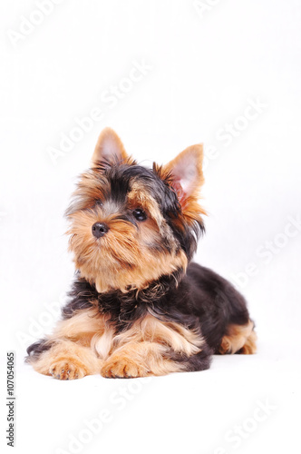 Little Yorkshire terrier puppy