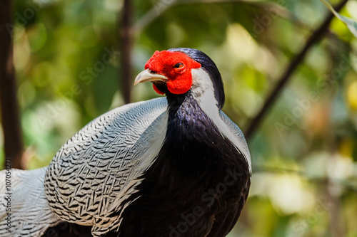 Male silver pheasant photo